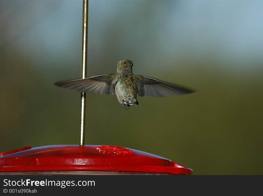 Hovering hummingbird