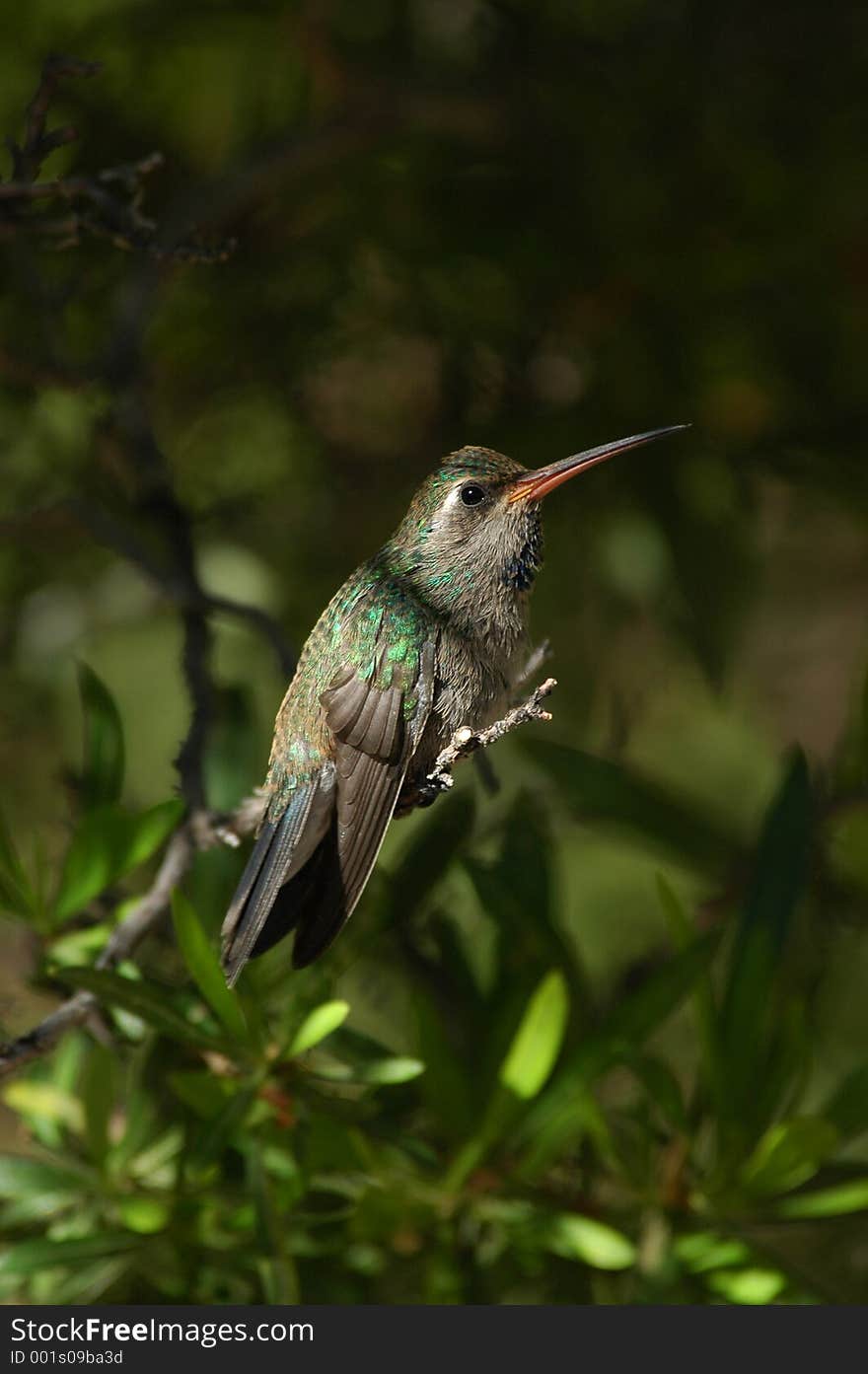 Perched hummingbird