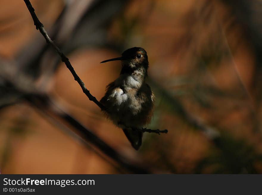 Perched Hummingbird in shadows. Perched Hummingbird in shadows