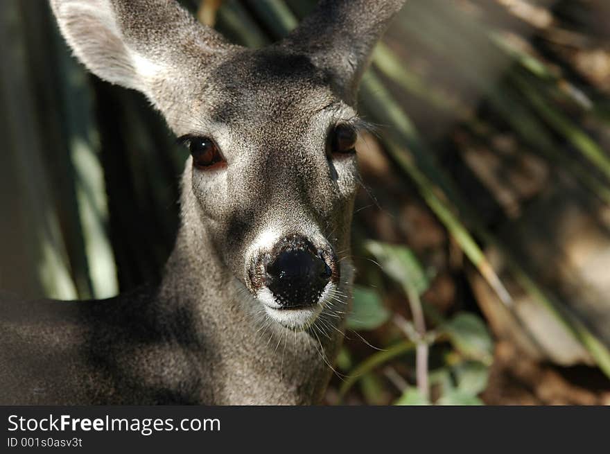 Deer looking at viewer