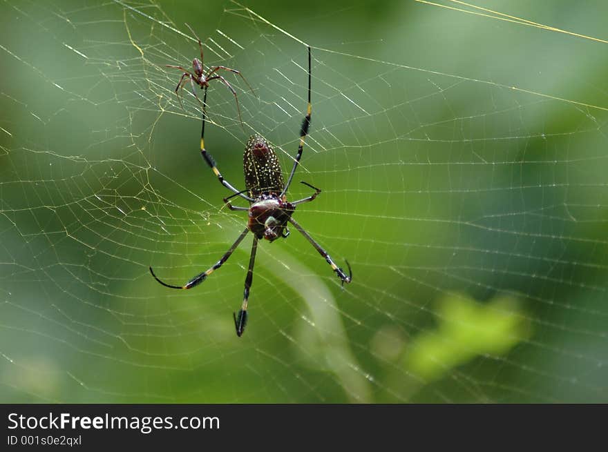 Spider in the web