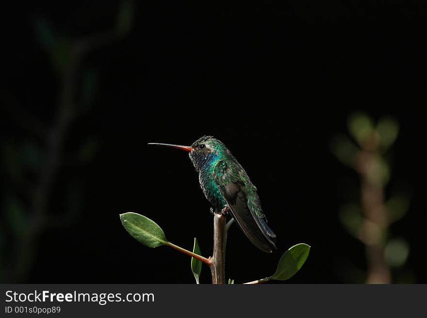 Perched hummingbird