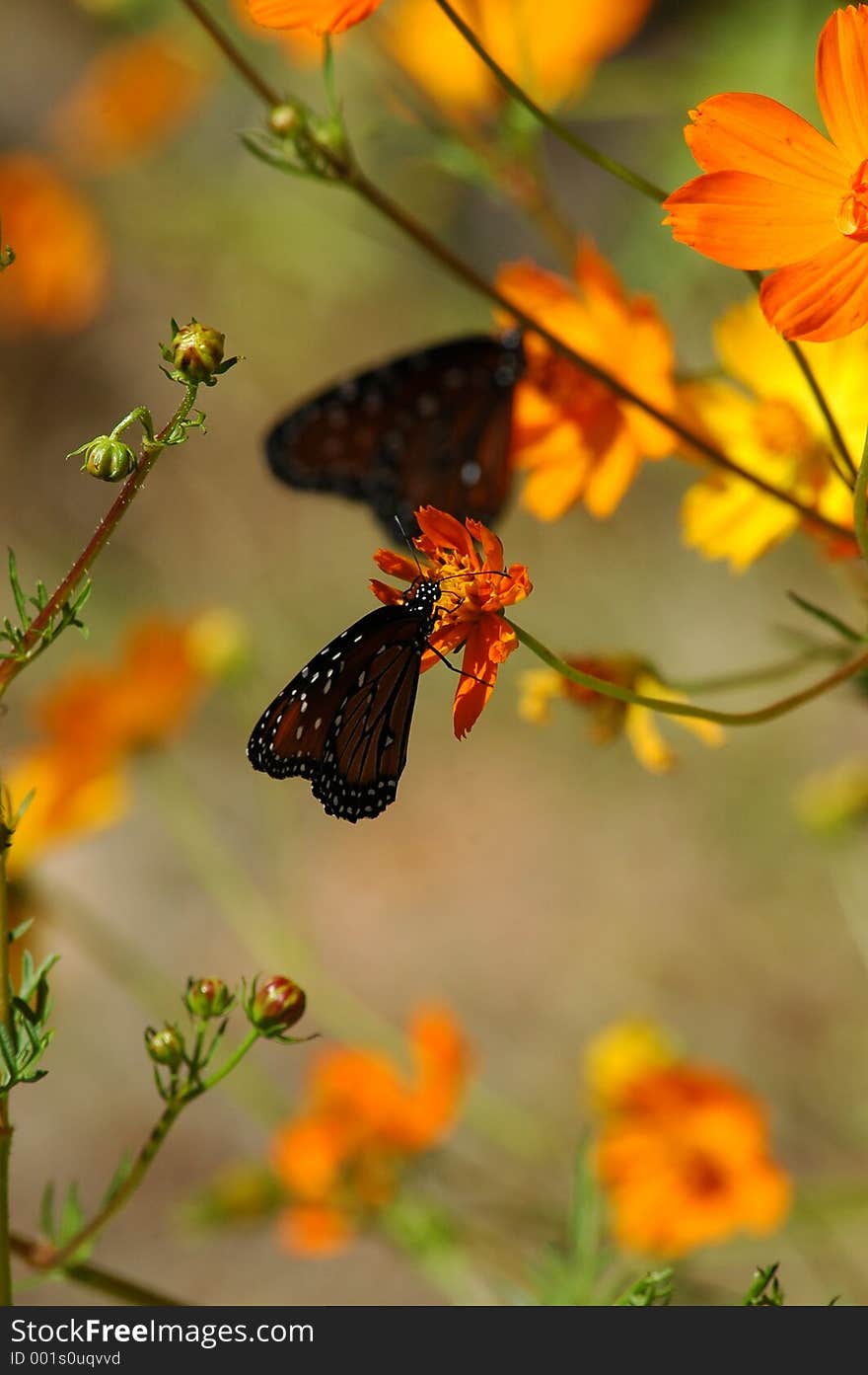 Butterflies and Poppies