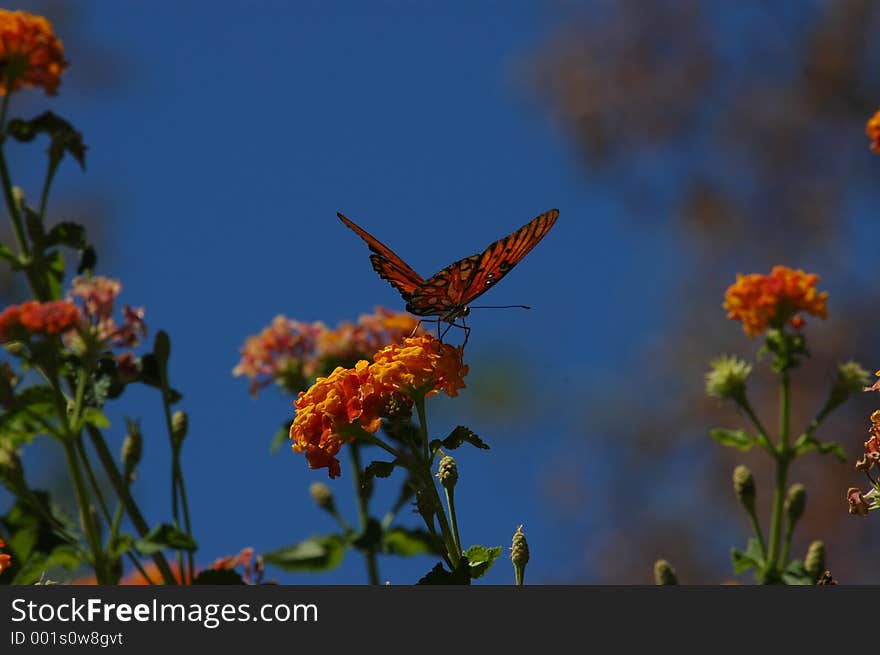 Butterfly poised on flower