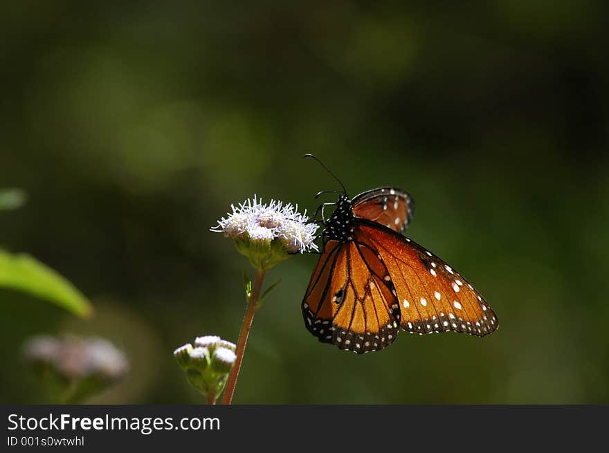 Butterfly Perched On Wild Flower Horizontal