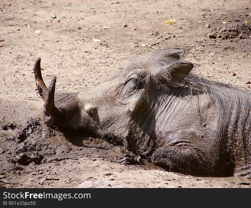 A Mud Happy Warthog