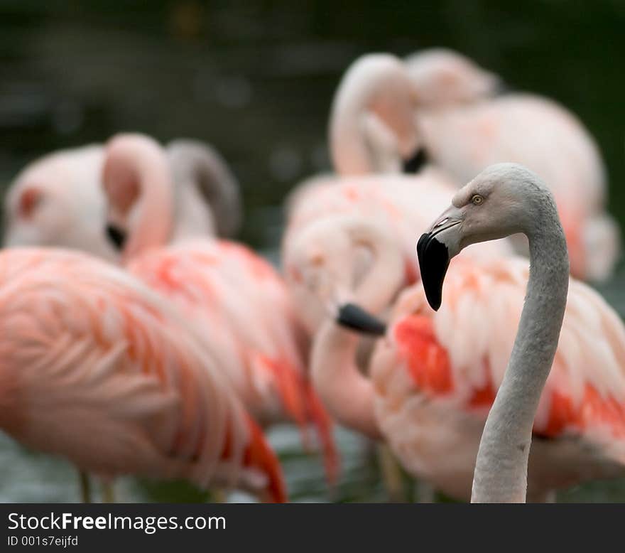 Flamingos