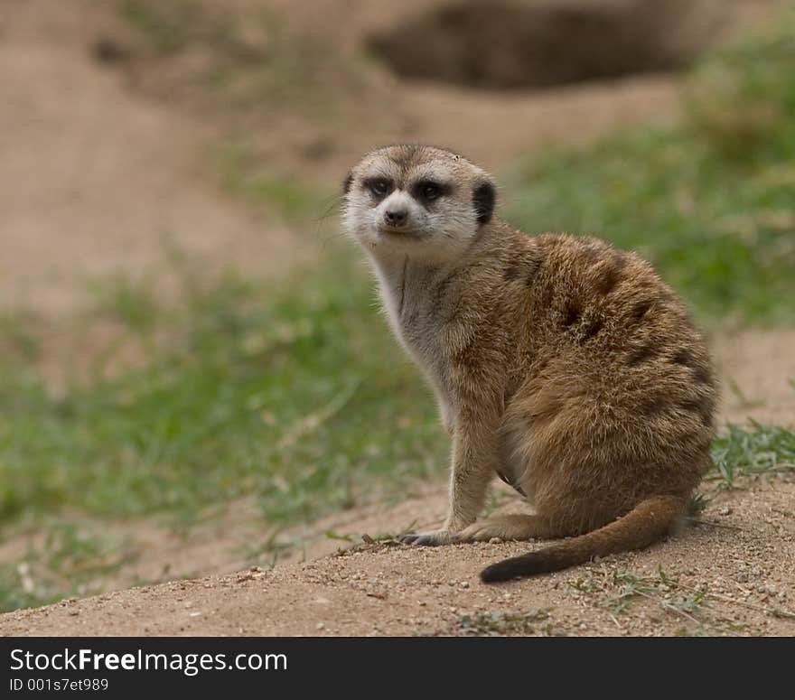 Curious Meerkat