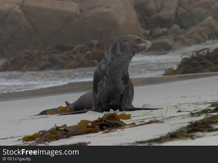 Old Sea Lion on the Beach