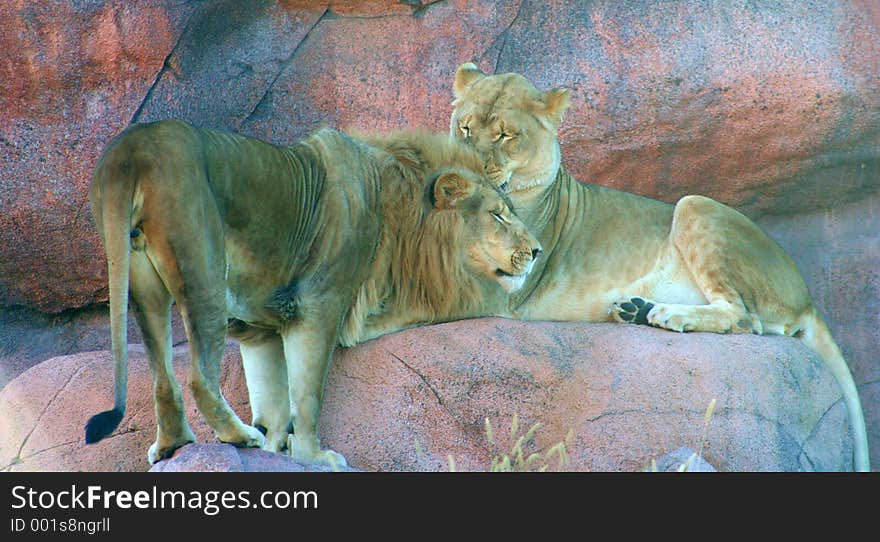 A male and a female lion snuggling. A male and a female lion snuggling