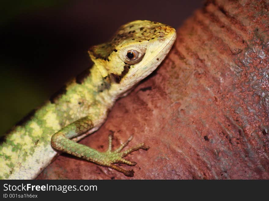 Casque Headed Iguana