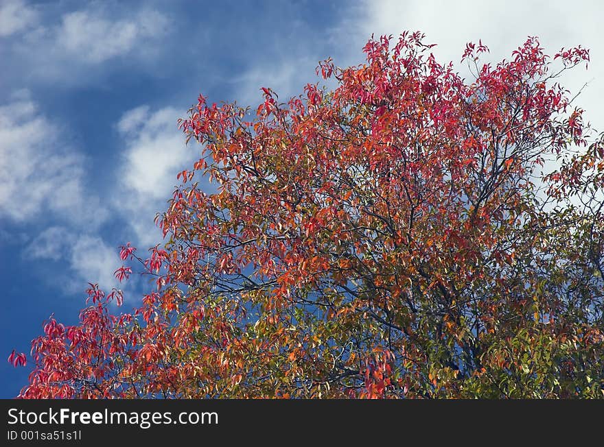 Autumn Tree against a Blue Sky. Autumn Tree against a Blue Sky