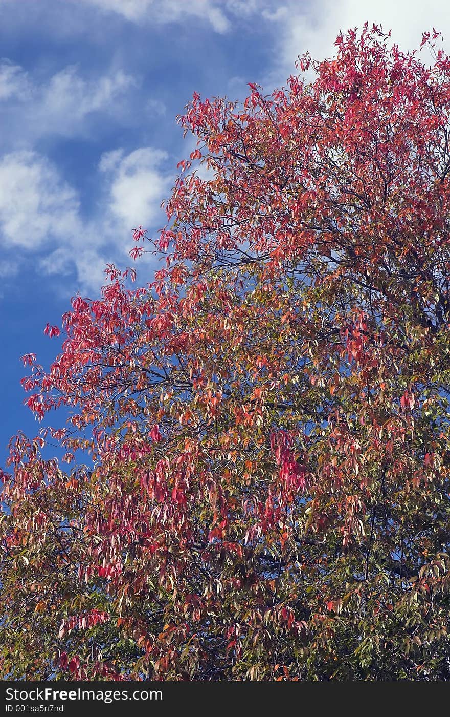 An Autumn tree against a bright blue sky. An Autumn tree against a bright blue sky