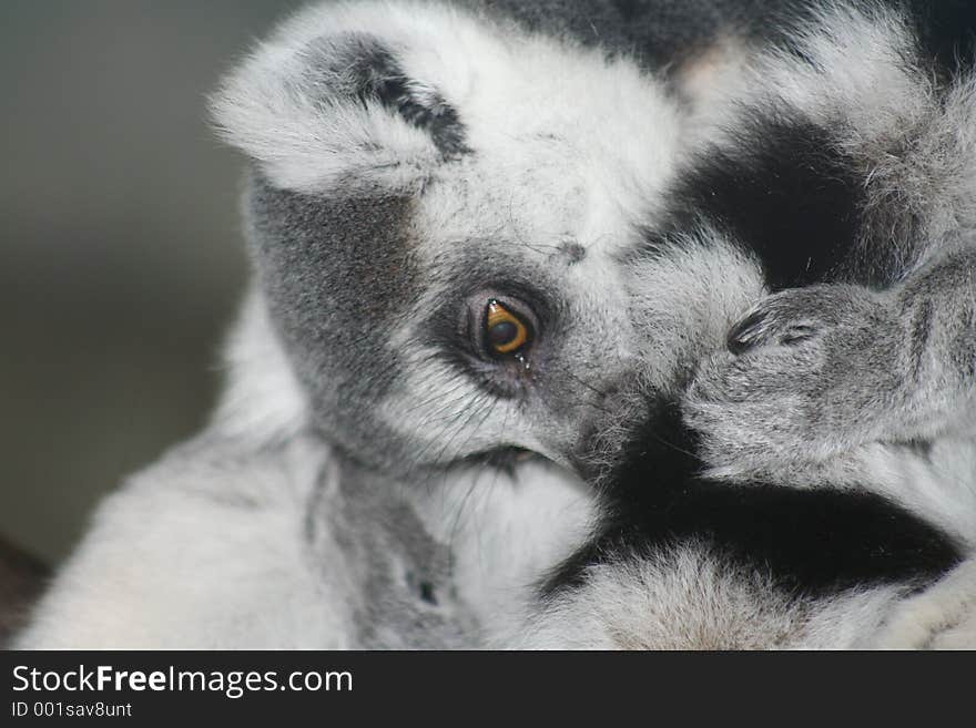 A Resting Lemur