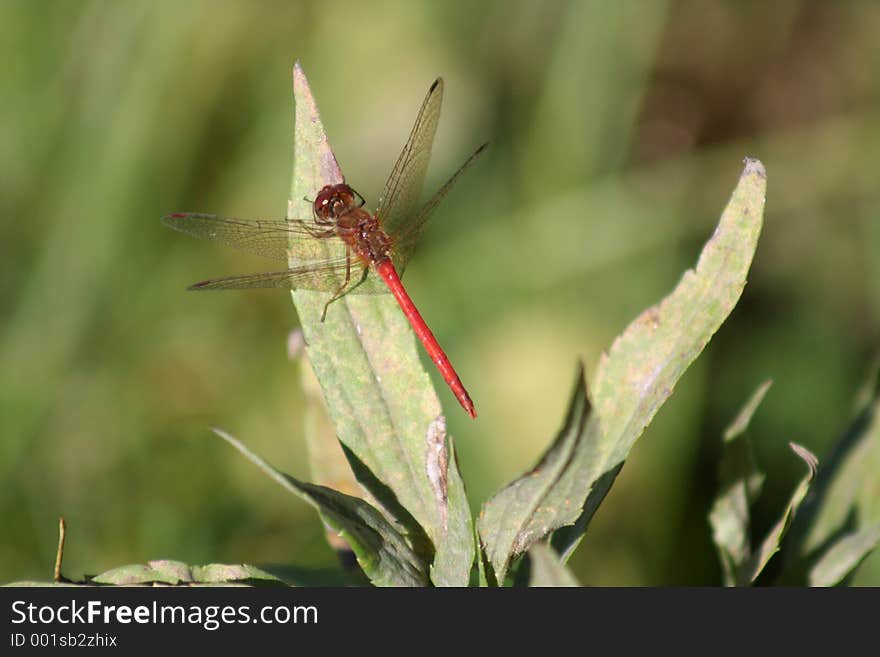 Resting Dragonfly