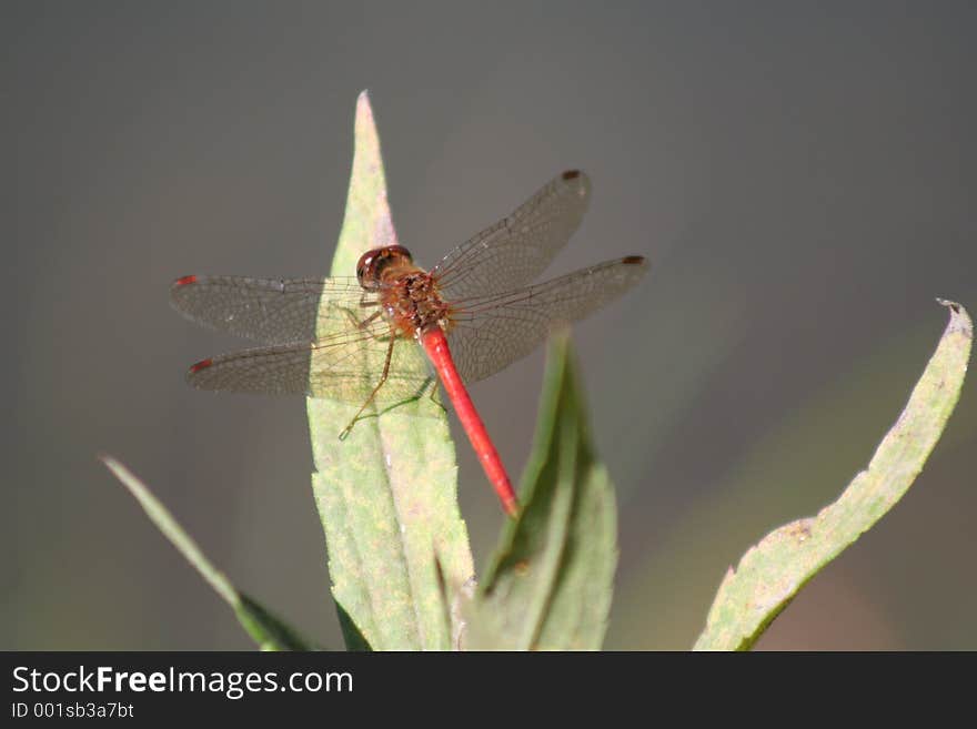 A red damselfly. A red damselfly