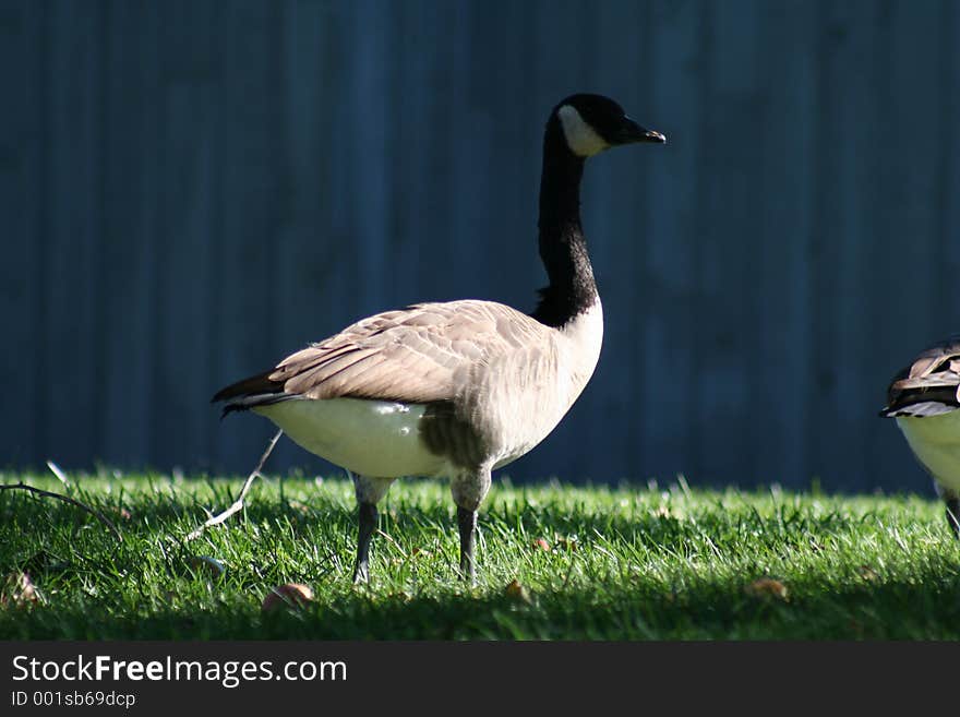 Shade Goose