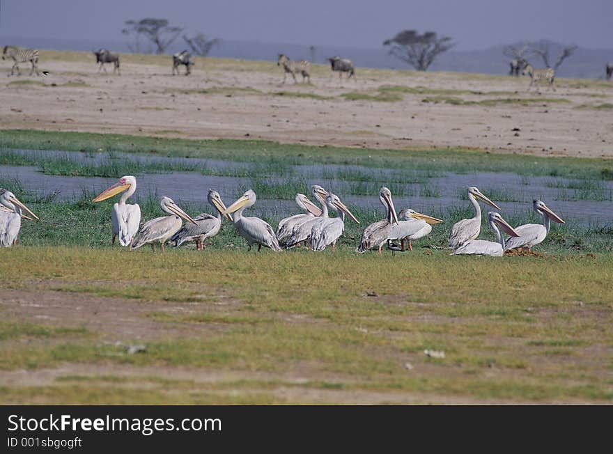 Birds Image