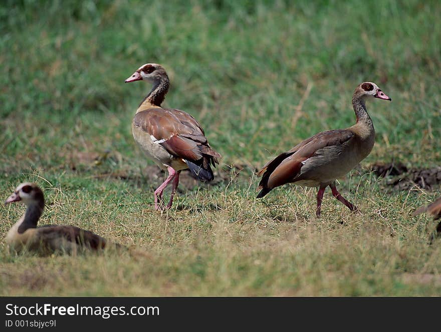 Birds Image