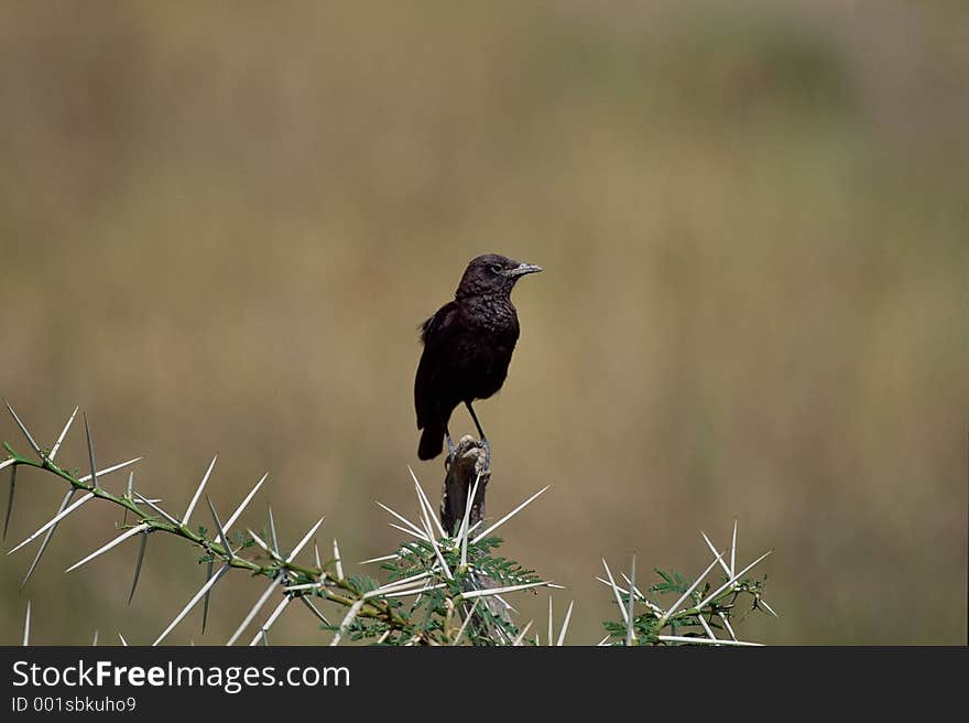 Birds Image