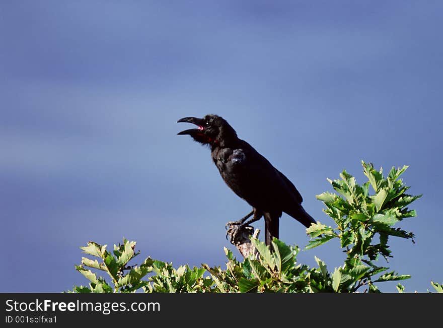 Birds Image