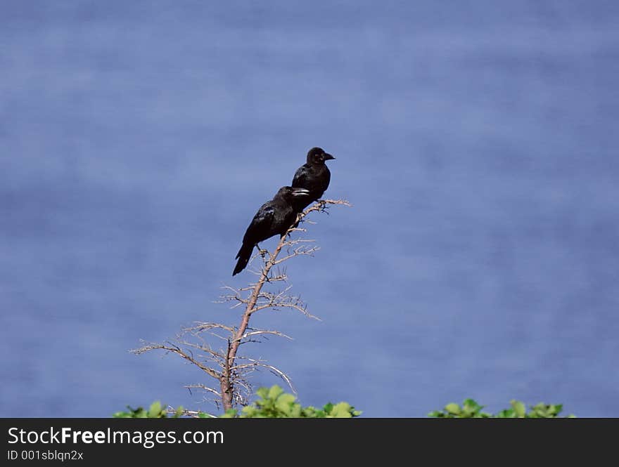 Birds Image