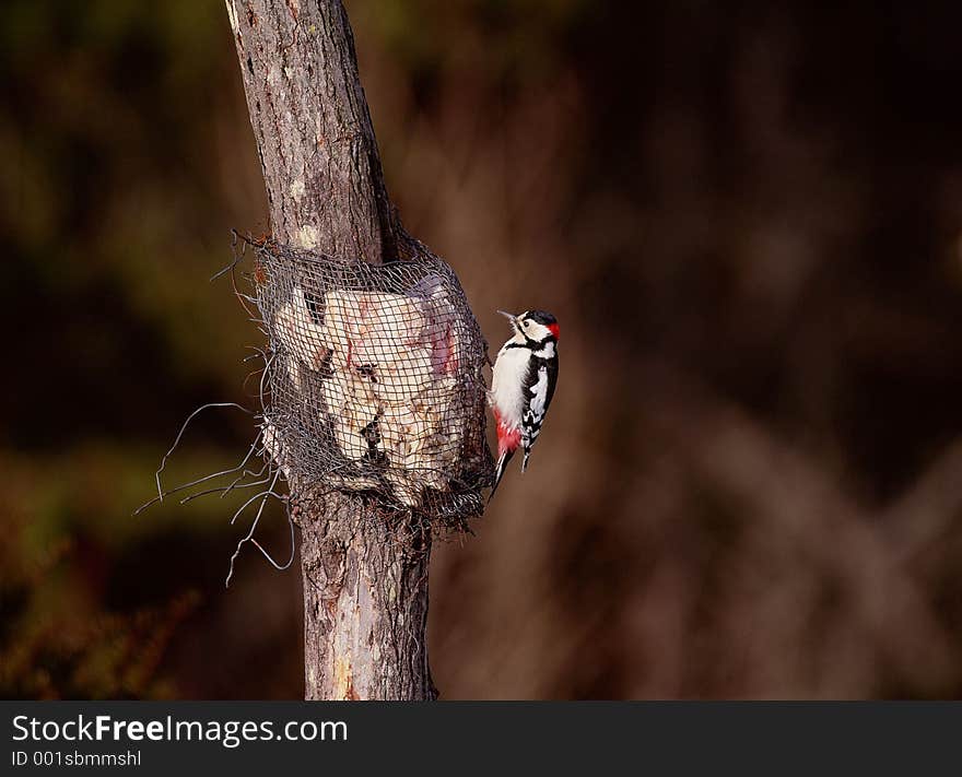 Birds Image