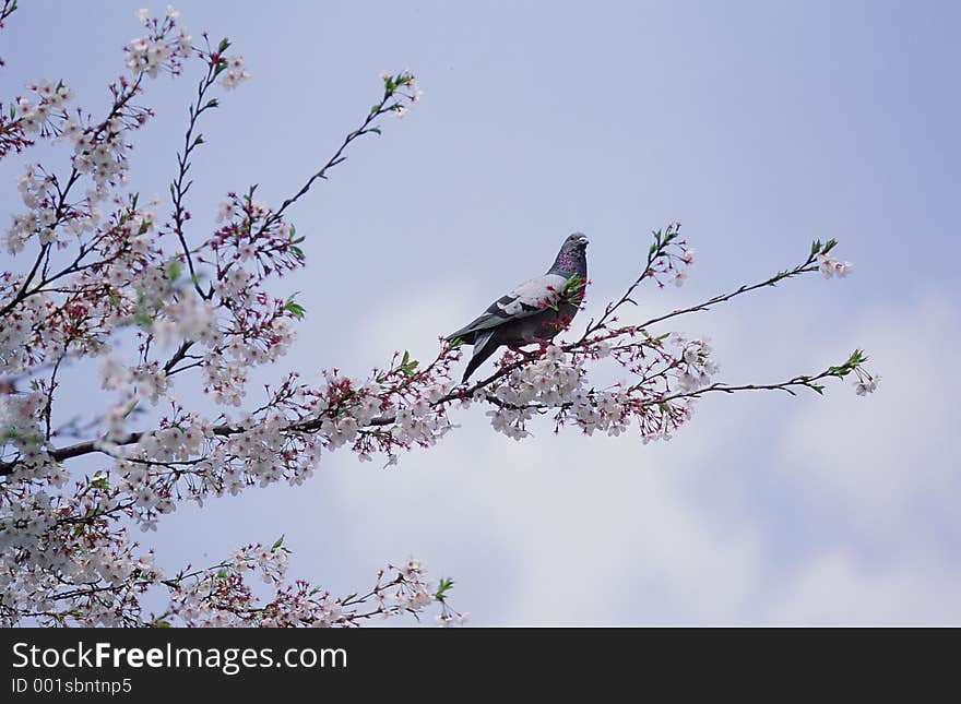 Birds Image