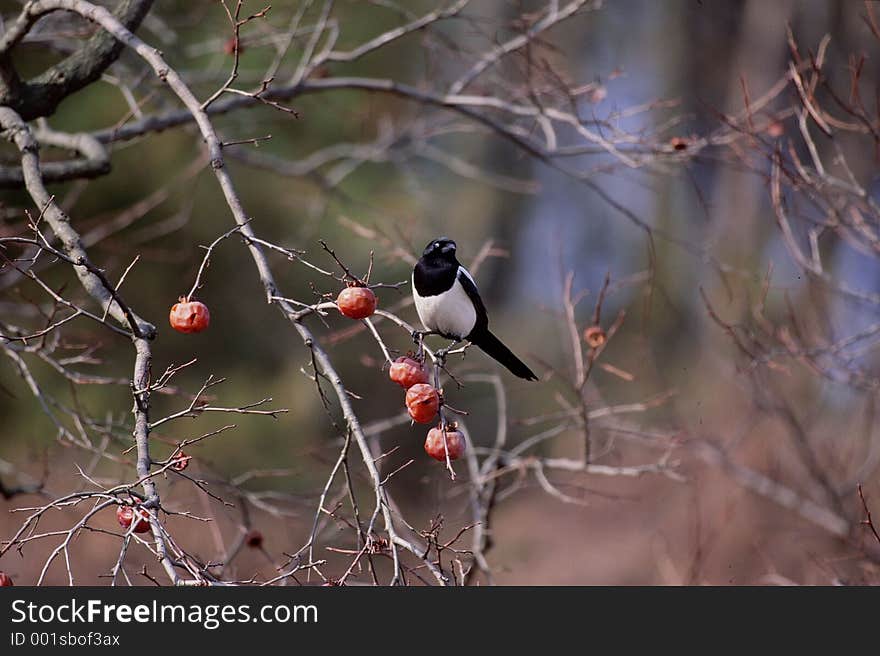 Birds Image