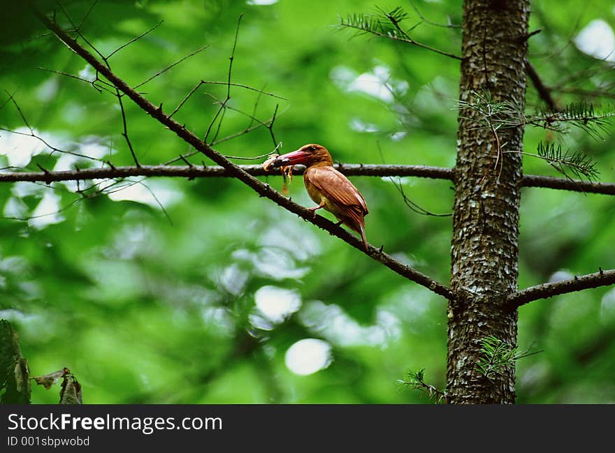 Birds Image