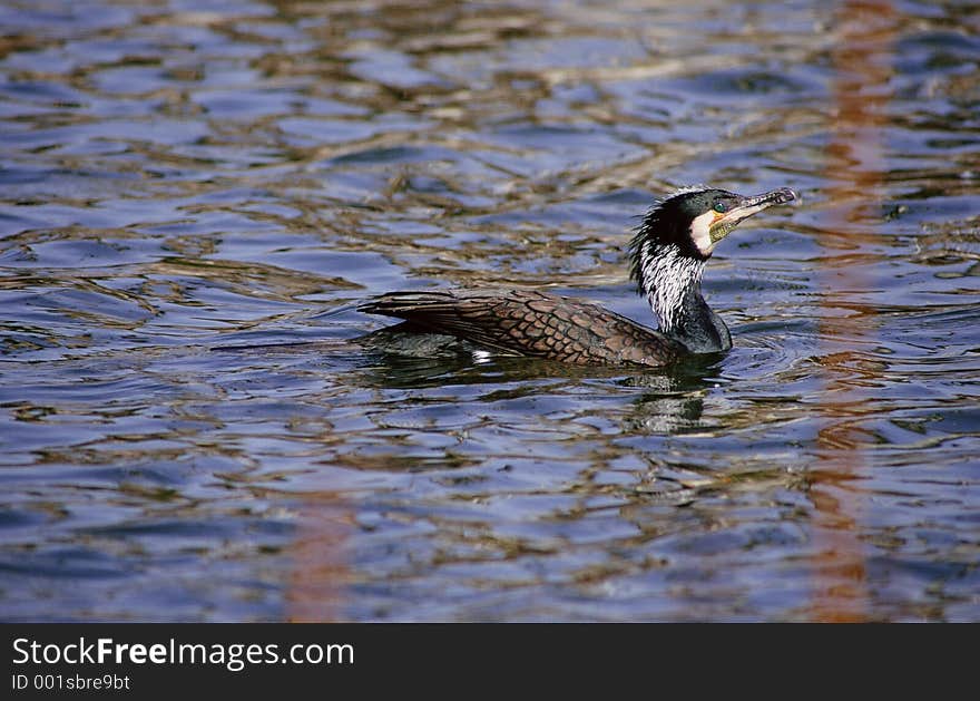 Birds Image