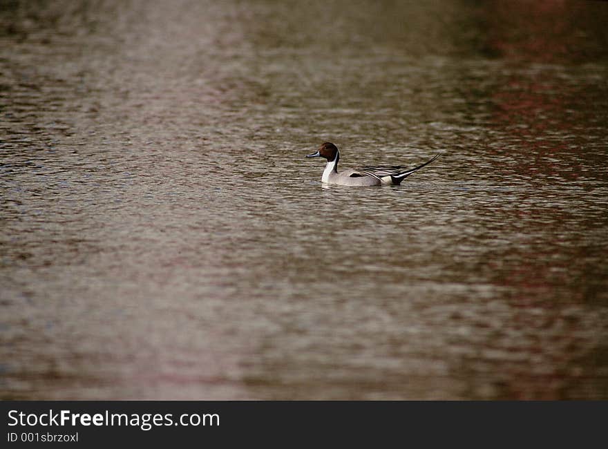 Bird On Lake