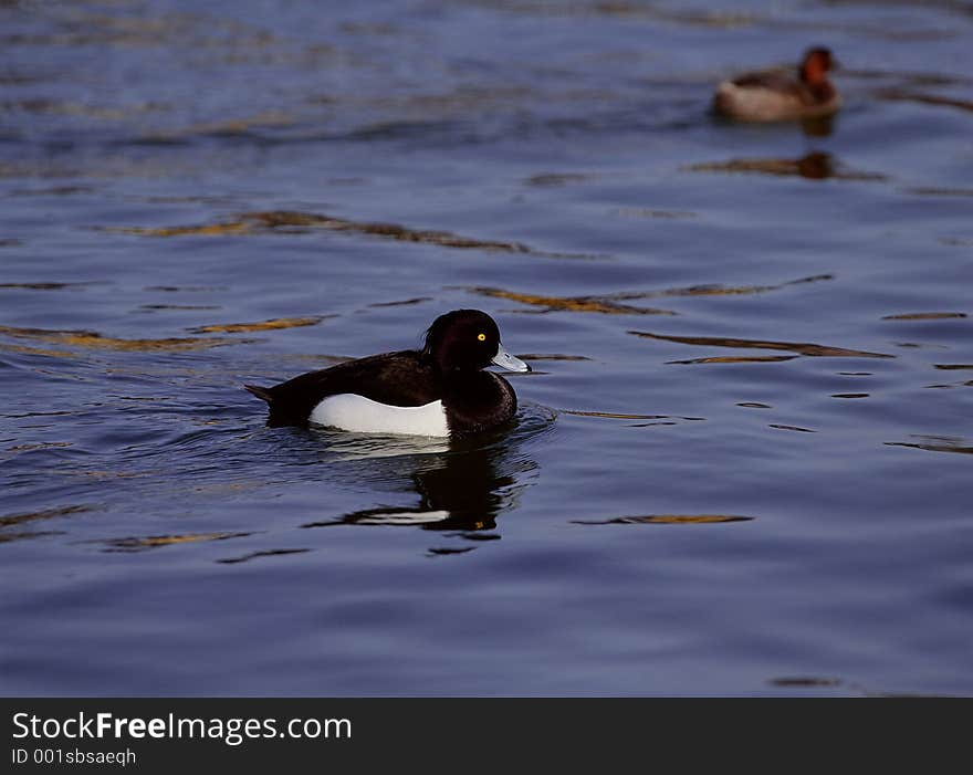 Birds Image