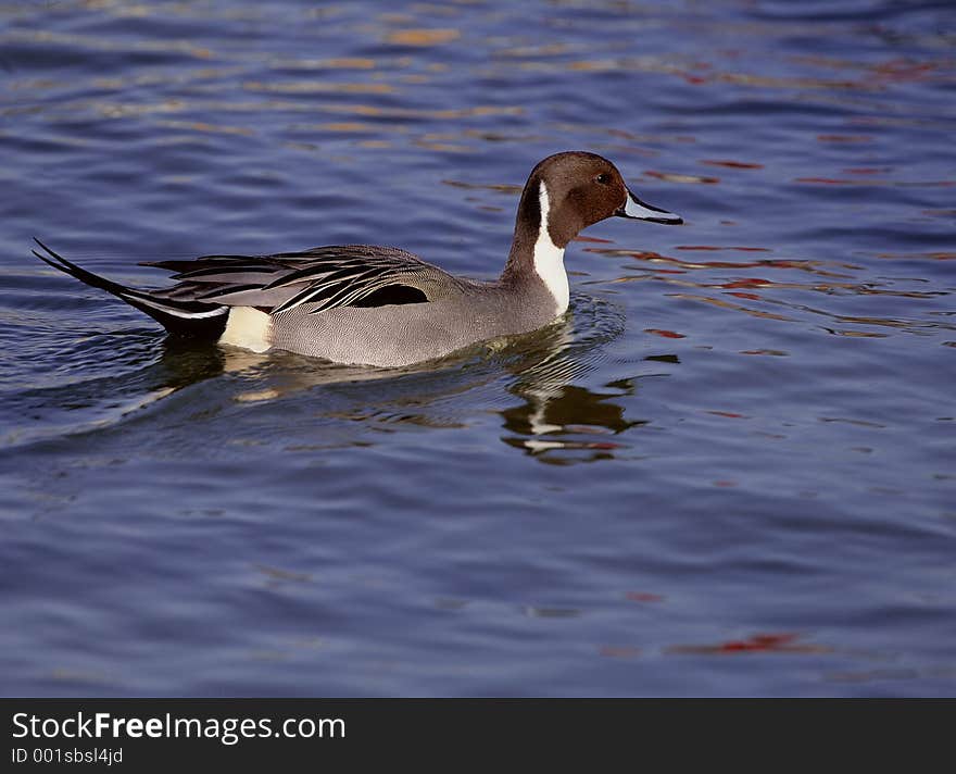 Birds Image