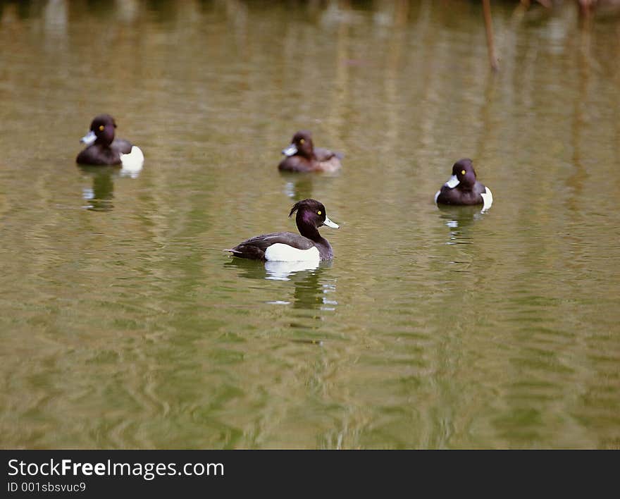 Birds Image