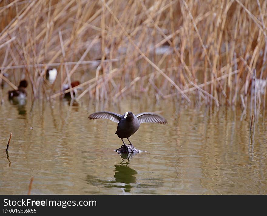 Birds