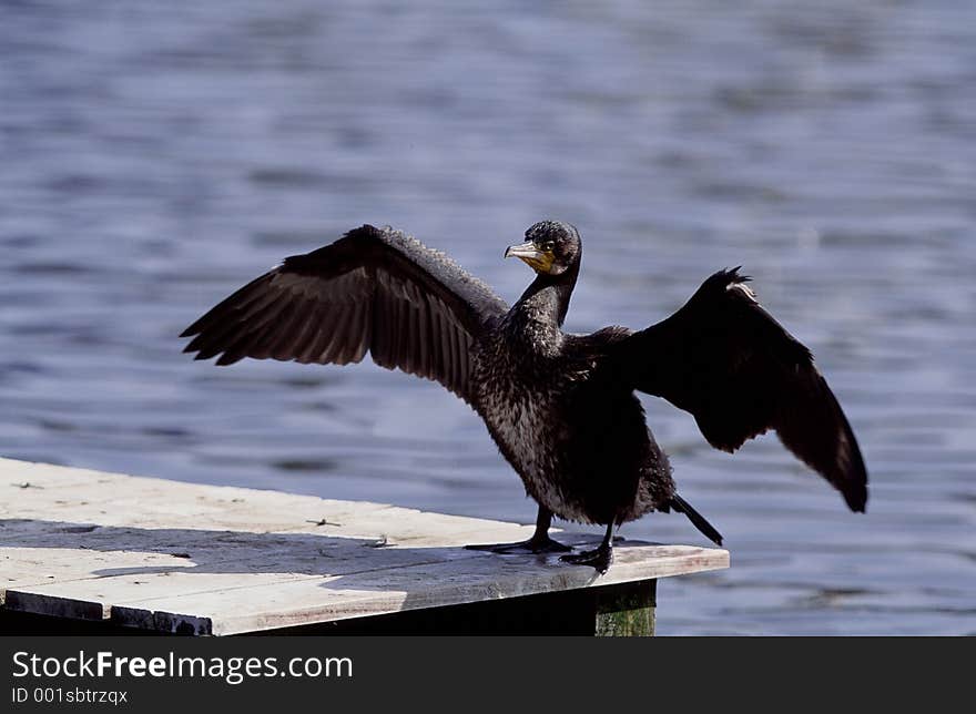 Birds Image