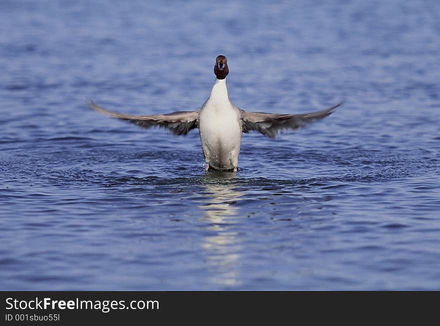 Birds Image