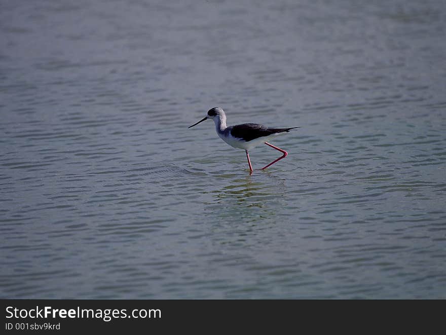 Birds Image