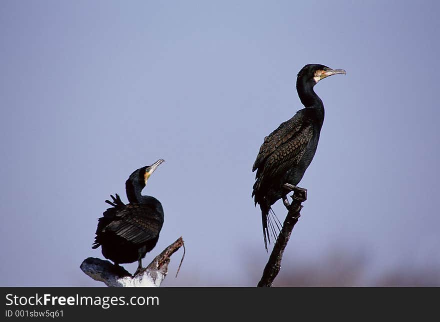 Birds Image