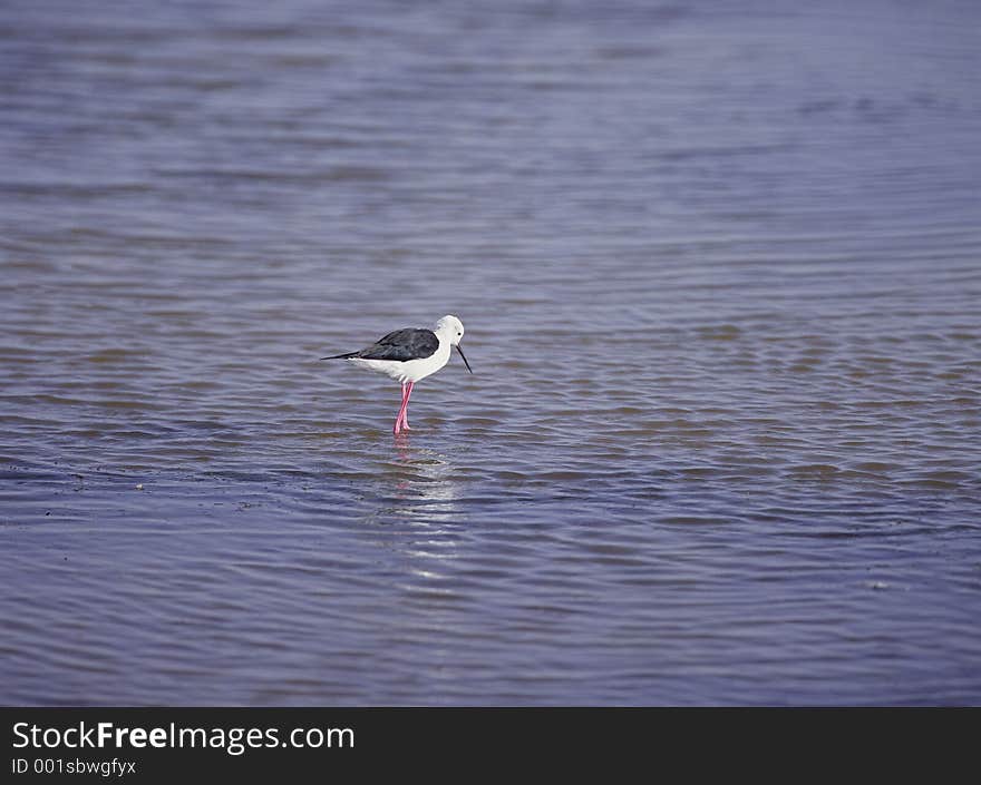 Birds Image