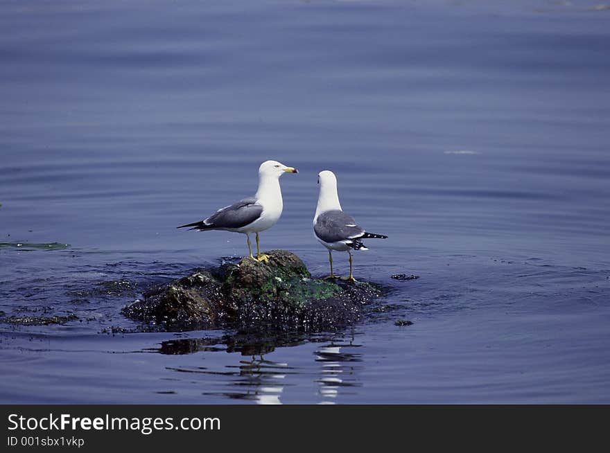 Birds Image