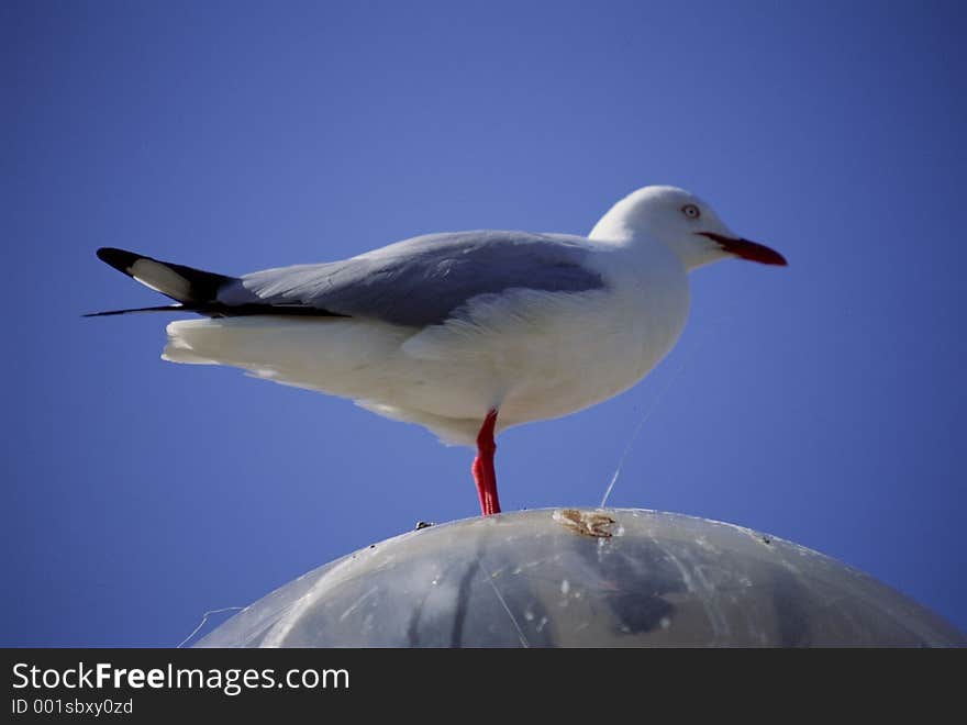 Birds Image