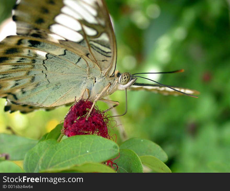 Butterfly sucking nectar on a red flower