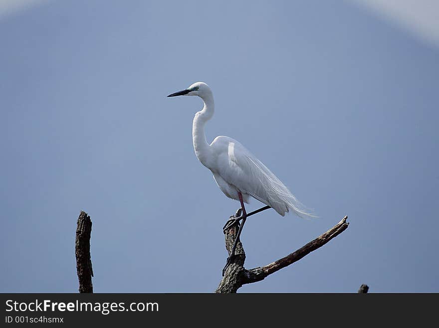 Birds Image