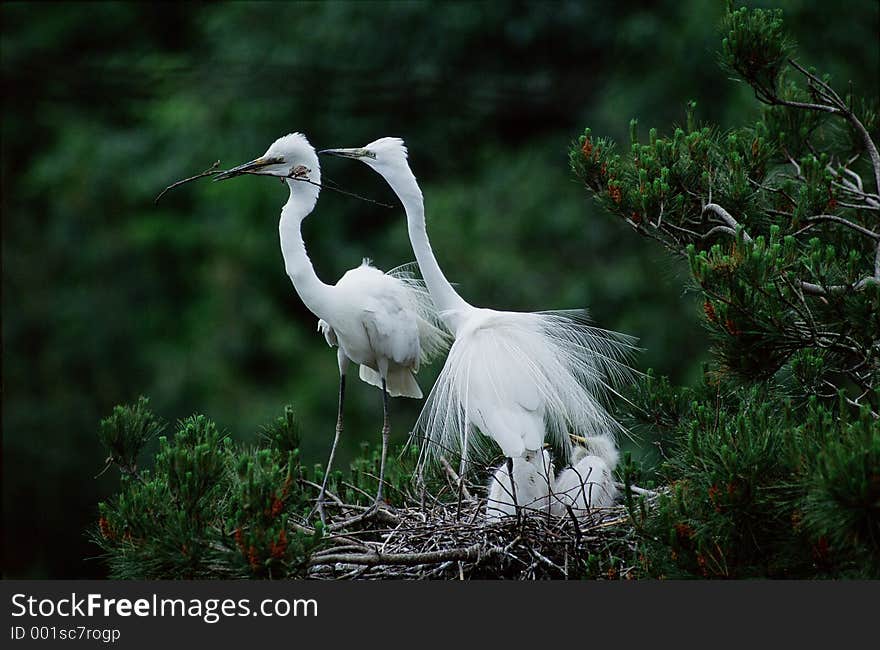 Birds Image