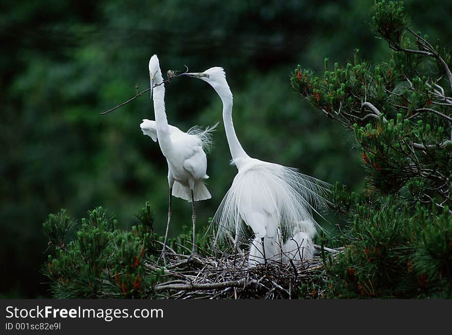 Birds Image