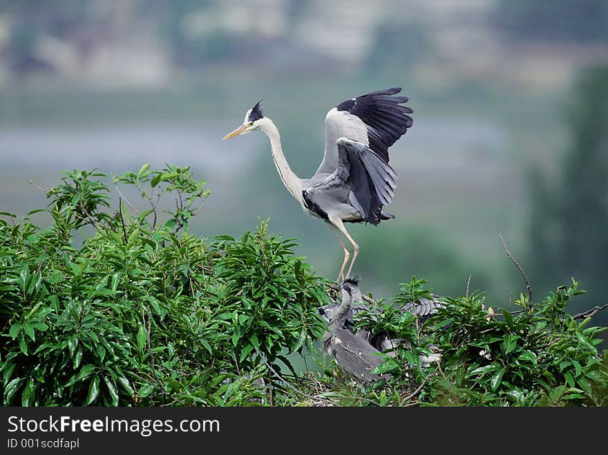 Birds Image