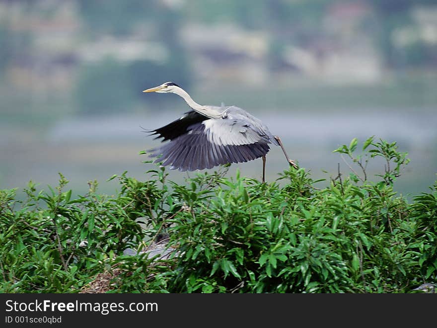 Birds Image