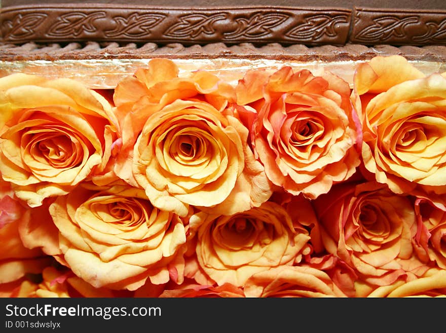 Orange roses 035